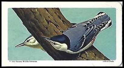 66BBCAS 19 White breasted Nuthatch.jpg